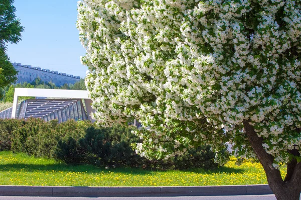 Spring Landscape Apple Spring Flowers Blossoming Apple Background Nature Spring — Stock Photo, Image