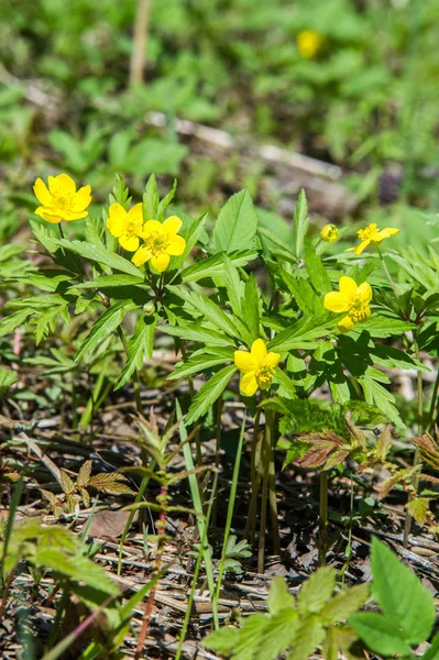 Anémone Fleur Forêt Jaune Est Genre Environ 200 Espèces Plantes — Photo