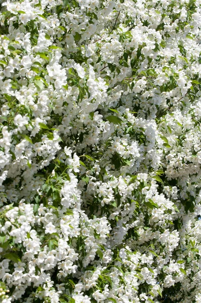 Весняний Пейзаж Яблуко Весняні Квіти Квітуче Яблуко Тлі Природи Весняні — стокове фото