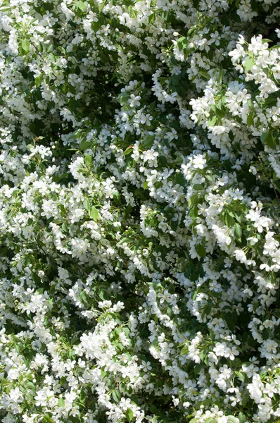 Paisagem Primavera Maçã Flores Primavera Uma Maçã Florescente Contexto Natureza — Fotografia de Stock