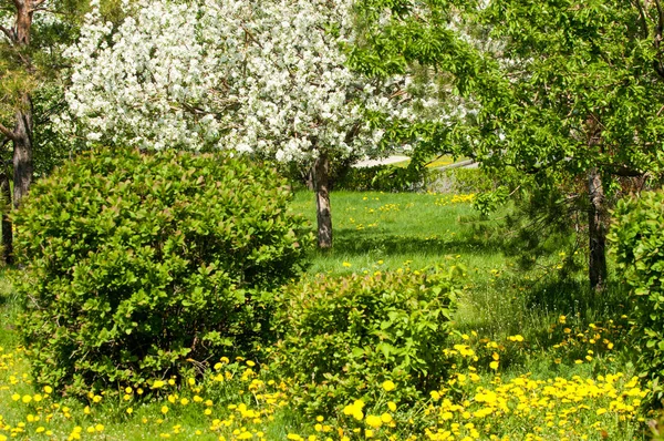 Jarní Krajina Apple Jarní Květiny Kvetoucí Jablko Pozadí Přírody Jarní — Stock fotografie