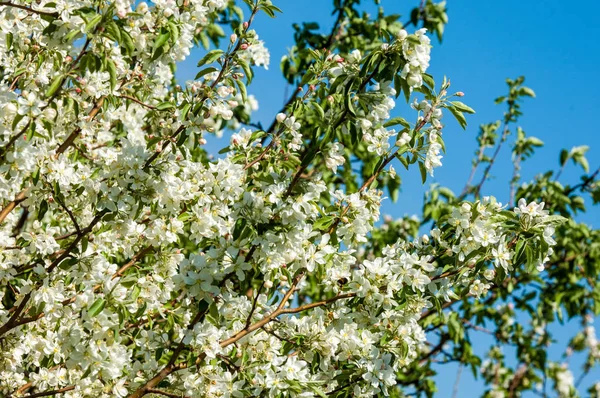 Bahar manzara, elma. Bahar çiçekleri. Bir arka plan doğa, bahar çiçekleri çiçek açması bir elma. Romantik zerafet Vintage Illustration yaprak ve çiçek bir elma ağacının ile