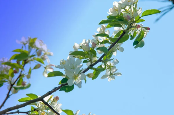 Bahar manzara, elma. Bahar çiçekleri. Bir arka plan doğa, bahar çiçekleri çiçek açması bir elma. Romantik zerafet Vintage Illustration yaprak ve çiçek bir elma ağacının ile