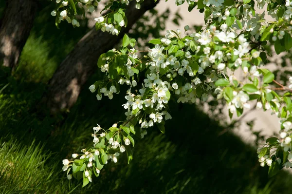 Spring Landscape Apple Spring Flowers Blossoming Apple Background Nature Spring — Stock Photo, Image