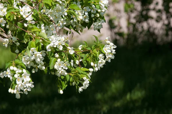 Bahar manzara, elma. Bahar çiçekleri. Bir arka plan doğa, bahar çiçekleri çiçek açması bir elma. Romantik zerafet Vintage Illustration yaprak ve çiçek bir elma ağacının ile
