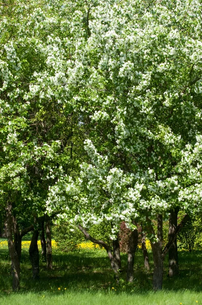 Bahar manzara, elma. Bahar çiçekleri. Bir arka plan doğa, bahar çiçekleri çiçek açması bir elma. Romantik zerafet Vintage Illustration yaprak ve çiçek bir elma ağacının ile