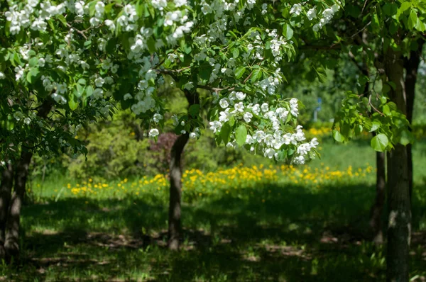 Bahar manzara, elma. Bahar çiçekleri. Bir arka plan doğa, bahar çiçekleri çiçek açması bir elma. Romantik zerafet Vintage Illustration yaprak ve çiçek bir elma ağacının ile