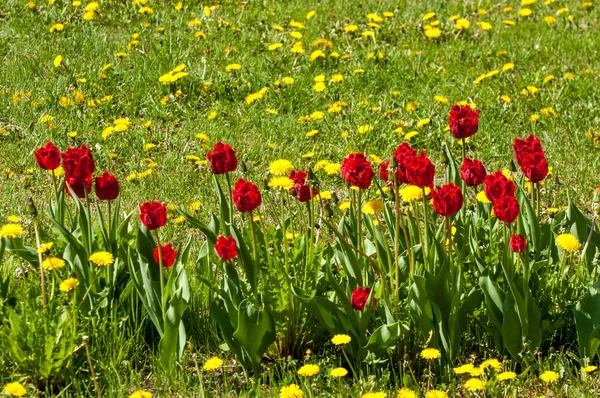 Çiçekler, bahar yatay. Lale. Lale güzel buket. renkli lale. lale bahar, renkli lale içinde. Çiçek Lale arka plan. Güzel bir renk laleler manzarası. 