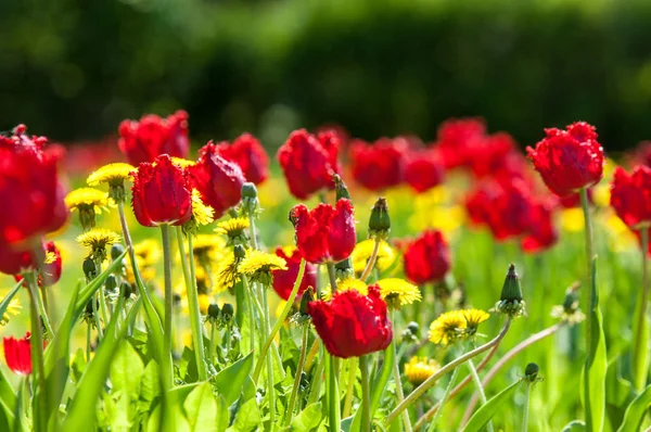 Çiçekler, bahar yatay. Lale. Lale güzel buket. renkli lale. lale bahar, renkli lale içinde. Çiçek Lale arka plan. Güzel bir renk laleler manzarası. 