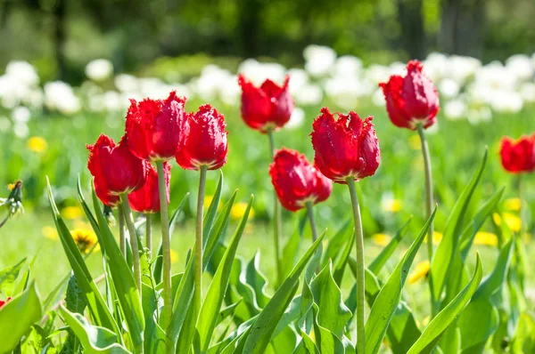 Spring landscape with flowers. Tulip. Beautiful bouquet of tulips. colorful tulips. tulips in spring, colourful tulip. Flower tulips background. Beautiful view of color tulips.