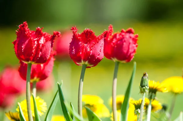 Spring landscape with flowers. Tulip. Beautiful bouquet of tulips. colorful tulips. tulips in spring, colourful tulip. Flower tulips background. Beautiful view of color tulips.