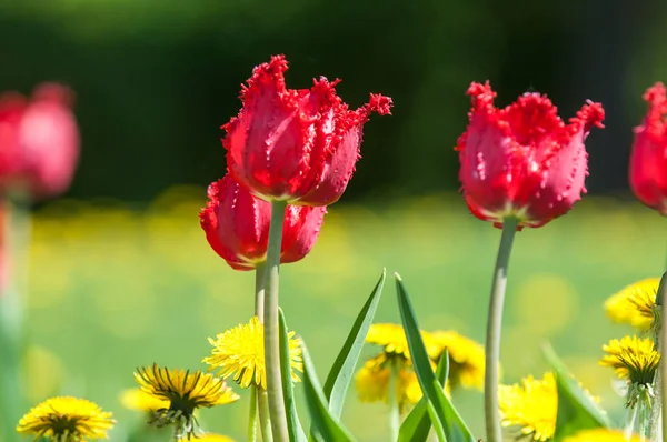 Çiçekler, bahar yatay. Lale. Lale güzel buket. renkli lale. lale bahar, renkli lale içinde. Çiçek Lale arka plan. Güzel bir renk laleler manzarası. 
