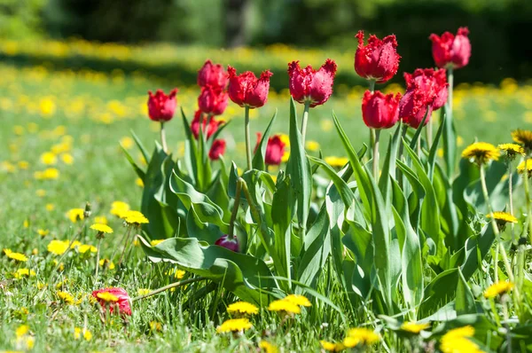 Spring landscape with flowers. Tulip. Beautiful bouquet of tulips. colorful tulips. tulips in spring, colourful tulip. Flower tulips background. Beautiful view of color tulips.