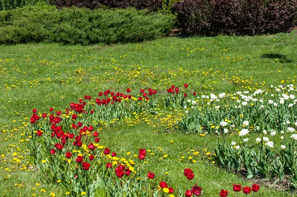 Çiçekler, bahar yatay. Lale. Lale güzel buket. renkli lale. lale bahar, renkli lale içinde. Çiçek Lale arka plan. Güzel bir renk laleler manzarası. 