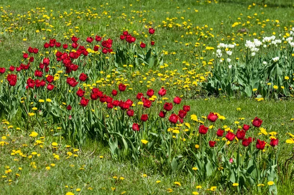 Çiçekler, bahar yatay. Lale. Lale güzel buket. renkli lale. lale bahar, renkli lale içinde. Çiçek Lale arka plan. Güzel bir renk laleler manzarası. 