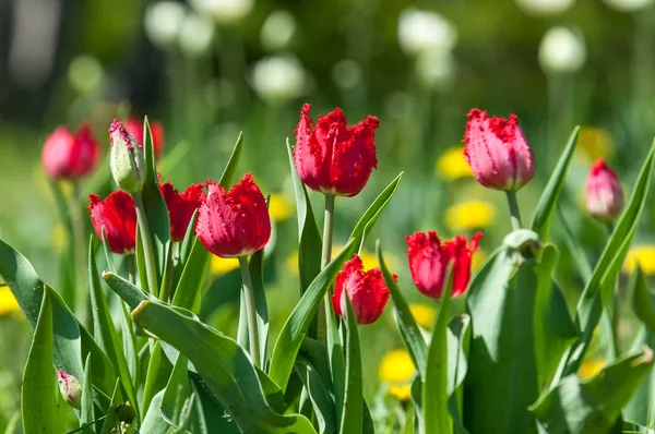 Çiçekler, bahar yatay. Lale. Lale güzel buket. renkli lale. lale bahar, renkli lale içinde. Çiçek Lale arka plan. Güzel bir renk laleler manzarası. 