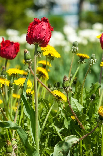 Spring landscape with flowers. Tulip. Beautiful bouquet of tulips. colorful tulips. tulips in spring, colourful tulip. Flower tulips background. Beautiful view of color tulips.