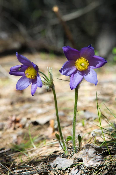 Bahar Manzara Çiçekleri Içinde Belgili Tanımlık Vahşi Bahar Çiçek Pulsatilla — Stok fotoğraf
