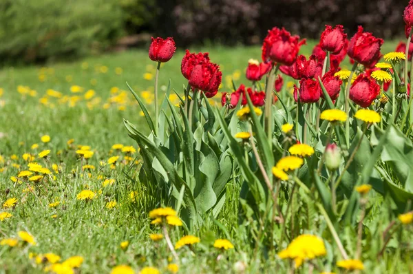 Çiçekler, bahar yatay. Lale. Lale güzel buket. renkli lale. lale bahar, renkli lale içinde. Çiçek Lale arka plan. Güzel bir renk laleler manzarası. 