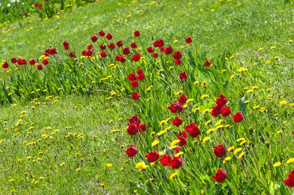 Wiosenny Krajobraz Kwiatami Tulipan Piękny Bukiet Tulipanów Kolorowe Tulipany Tulipany — Zdjęcie stockowe