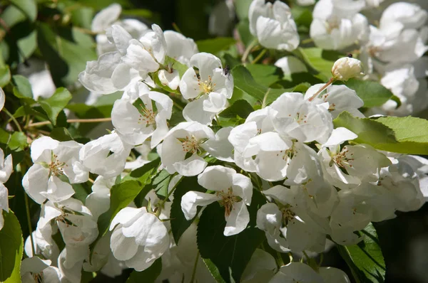 Elma ağacının çiçekleri. İlkbaharda çiçek açan elma. Güzel çiçek açan elma bahçesi. Üreme organlarının (stamens ve meyve oluşan bitki, tohum parçası),