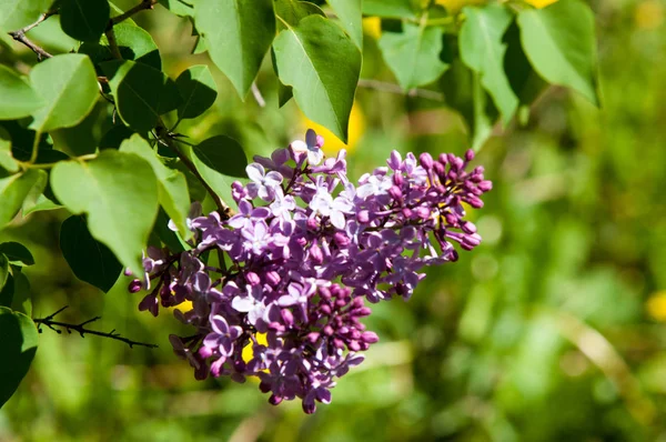 Güzel mor menekşe çiçekleri. Mor çiçekleri kapatın. Bahar çiçeği, leylak dalı. Leylak çalısı, leylak arkaplan. Bahar leylağı çiçekli dal.