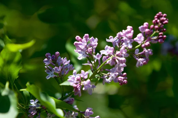 Güzel mor menekşe çiçekleri. Mor çiçekleri kapatın. Bahar çiçeği, leylak dalı. Leylak çalısı, leylak arkaplan. Bahar leylağı çiçekli dal.