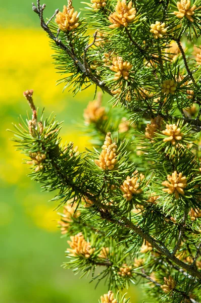 Kiefernzweig Frühjahr Junger Grüner Kiefernzweig Frühlingswald Kiefernzweig Mit Neuem Schwung — Stockfoto