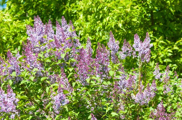 Beautiful Fresh Purple Violet Flowers Close Purple Flowers Spring Flower — Stock Photo, Image
