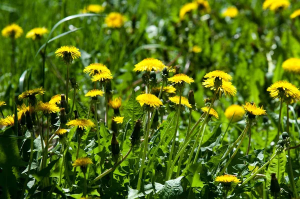 Lichtung Frühling Und Sommer Blumen Löwenzahn Unter Einem Klaren Himmel — Stockfoto