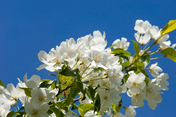 Elma ağacının çiçekleri. İlkbaharda çiçek açan elma. Güzel çiçek açan elma bahçesi. Üreme organlarının (stamens ve meyve oluşan bitki, tohum parçası),