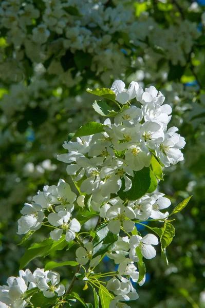 Фотографії Весняного Пейзажу Квітучі Яблуні — стокове фото