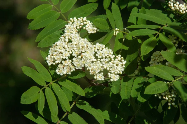 Sorbus Aucuparia Fleurs Rowan Baisse Rowan Printemps Fleurs Blanches Arbre — Photo