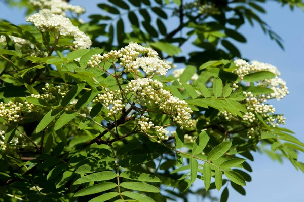 Sorbus aucuparia - çiçek rowan. Rowan bahar zaman solenoidinin enerjisi kesilir. Üvez ağacının beyaz çiçekler. Bahar. Çiçekli küme vahşi kül.
