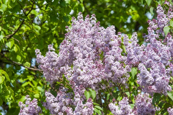 Güzel mor menekşe çiçekleri. Mor çiçekleri kapatın. Bahar çiçeği, leylak dalı. Leylak çalısı, leylak arkaplan. Bahar leylağı çiçekli dal.