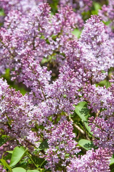 きれいな紫色の紫色の花 紫色の花を閉じます 春の花 ライラックの枝 ライラックブッシュ ライラックの背景 春のライラックの花の枝 — ストック写真