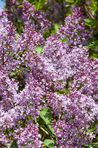 Красивые Свежие Фиолетовые Цветы Закрыть Фиолетовые Цветы Весенний Цветок Ветвь — стоковое фото