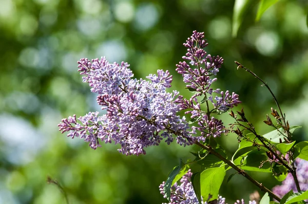 Güzel mor menekşe çiçekleri. Mor çiçekleri kapatın. Bahar çiçeği, leylak dalı. Leylak çalısı, leylak arkaplan. Bahar leylağı çiçekli dal.