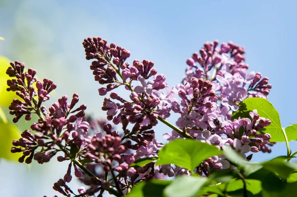 Güzel mor menekşe çiçekleri. Mor çiçekleri kapatın. Bahar çiçeği, leylak dalı. Leylak çalısı, leylak arkaplan. Bahar leylağı çiçekli dal.