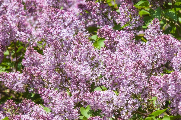 きれいな紫色の紫色の花 紫色の花を閉じます 春の花 ライラックの枝 ライラックブッシュ ライラックの背景 春のライラックの花の枝 — ストック写真