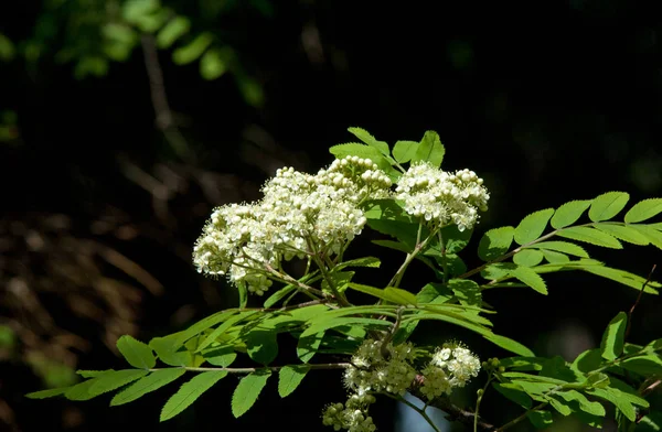 春天的松树枝 年轻的绿松枝 春天森林 一个新的动量和雄性花序的松树枝 金色阳光的松树树枝 — 图库照片