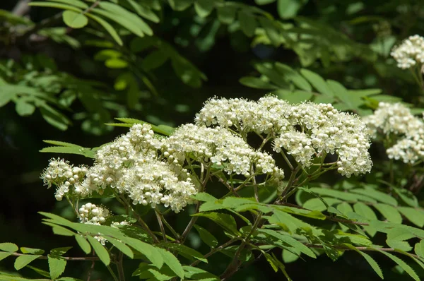 Çam bahar fışkın. Genç yeşil çam dalı. Bahar Orman. Çam ile yeni bir ivme ve erkek önümüzdeki bahar dalı. çam dal altın güneş