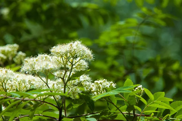 Rígido Pinheiro Primavera Jovem Ramo Pinheiro Verde Floresta Primavera Sprig — Fotografia de Stock