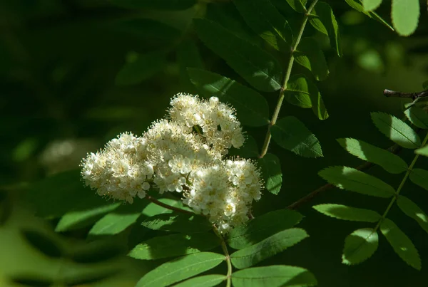 Rígido Pinheiro Primavera Jovem Ramo Pinheiro Verde Floresta Primavera Sprig — Fotografia de Stock