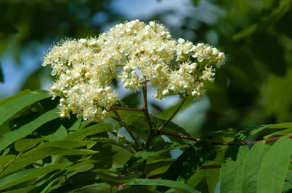 Una Ramita Pino Primavera Rama Pino Verde Joven Bosque Primavera — Foto de Stock