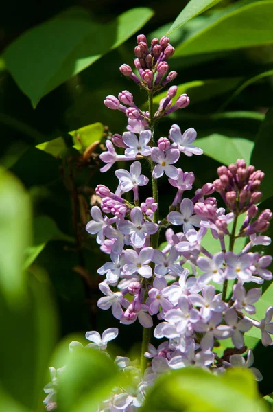 Beautiful Fresh Purple Violet Flowers Close Purple Flowers Spring Flower — Stock Photo, Image