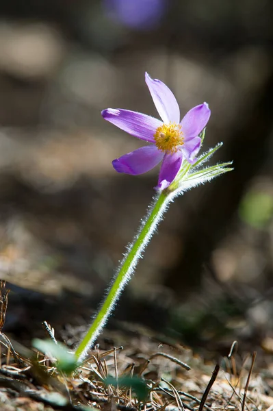 Bahar manzara. Çiçekleri içinde belgili tanımlık vahşi. Bahar çiçek Pulsatilla. Pasque çiçek ya da pasqueflower, Rüzgar çiçek, çayır bitkisi, Paskalya çiçek ve çayır anemone ortak adları dahil. 