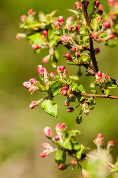 Unblown meyve ağacı, elma çiçeği kırmızı çiçek tomurcukları