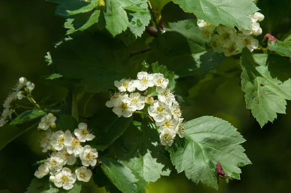 Hawthorn Virágok Hawthorn Virágok Fát Tavasszal — Stock Fotó