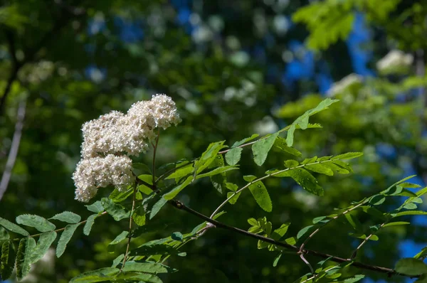 Dağ kül çiçekler. Ashberry Sorbus aucuparia L. yeşillik ve çiçek çiçeklenme. Sıradan bir dal benekli yeşil arka plan üzerinde beyaz büyük çiçekli kayalar